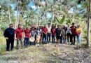 Plantio do açaí de terra firme é apresentado por empreendedores amapaenses em missão empresarial no PA