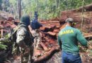 PRF e Ibama interceptam carga ilegal de madeira nobre em Mazagão; ‘é a maior apreensão já registrada no AP’