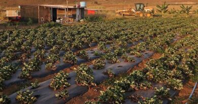 Decisão judicial obriga Incra a retirar nome de ex-prefeito de assentamento rural no Amapá