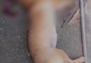 Polícia Civil indicia homem investigado por matar cadela com golpes de madeira em Macapá; VÍDEO Polícia Civil indicia homem investigado por matar cadela com golpes de madeira em Macapá; VÍDEO