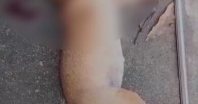 Polícia Civil indicia homem investigado por matar cadela com golpes de madeira em Macapá; VÍDEO
