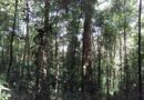 MPF aciona Justiça para impedir mineração na Floresta Nacional do Amapá