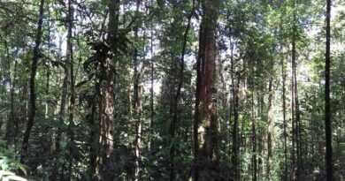 MPF aciona Justiça para impedir mineração na Floresta Nacional do Amapá MPF aciona Justiça para impedir mineração na Floresta Nacional do Amapá