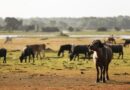MPF cobra retirada de rebanhos e recuperação ambiental na Reserva do Lago Piratuba