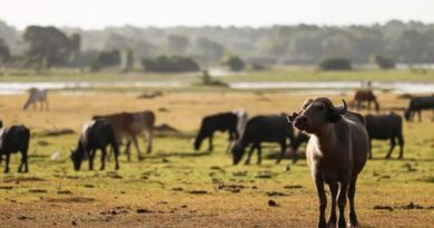 MPF cobra retirada de rebanhos e recuperação ambiental na Reserva do Lago Piratuba MPF cobra retirada de rebanhos e recuperação ambiental na Reserva do Lago Piratuba