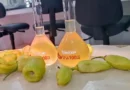 Bioinseticida criado no Amapá elimina formigas-de-fogo com extratos naturais de pimenta Bioinseticida criado no Amapá elimina formigas-de-fogo com extratos naturais de pimenta
