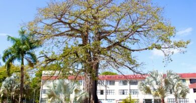 Samaúma, símbolo do MP-AP, é tombada como patrimônio histórico e ambiental Samaúma, símbolo do MP-AP, é tombada como patrimônio histórico e ambiental
