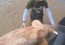 Dois botos-cor-de-rosa são encontrados mortos às margens do Rio Amazonas, em Macapá