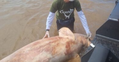Dois botos-cor-de-rosa são encontrados mortos às margens do Rio Amazonas, em Macapá Dois botos-cor-de-rosa são encontrados mortos às margens do Rio Amazonas, em Macapá