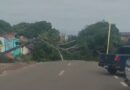 Árvore cai e interdita via em Macapá; VÍDEO