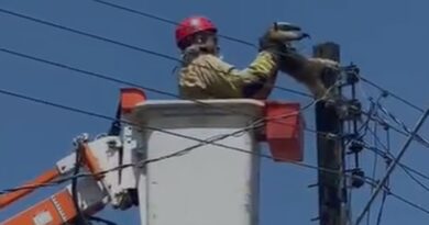 Tamanduá é resgatado do topo de poste na zona oeste de Macapá; VIDEO Tamanduá é resgatado do topo de poste na zona oeste de Macapá; VIDEO