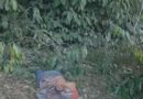 Jovem desaparecido é encontrado morto e amarrado no sul do Amapá Jovem desaparecido é encontrado morto e amarrado no sul do Amapá