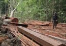Batalhão Ambiental prende quatro homens por desmatamento e apreende motosserras e combustível em Mazagão