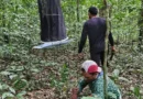 Reserva do Rio Iratapuru recebe nova expedição para estudar a fauna