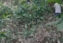 Jovem é encontrado morto em área de mata do Vale Verde Jovem é encontrado morto em área de mata do Vale Verde