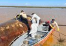 Projeto monitora encalhes de animais marinhos, de baleias a aves, na costa do Amapá
