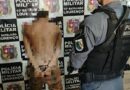 Homem é encontrado pela PM antes de possível execução, mas acaba preso com dois mandados no interior do Amapá