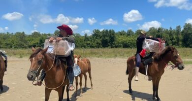 TRE-AP utiliza cavalos para transportar urnas eletrônicas até comunidade de difícil acesso no Bailique